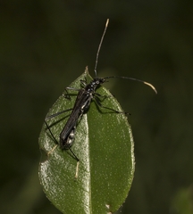 Stenorhopalus gracilipes