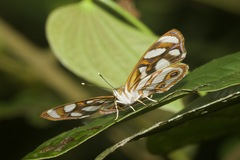 Dynamine aerata