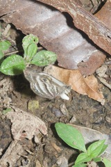 Leucochimona hyphea