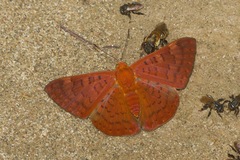 Emesis mandana