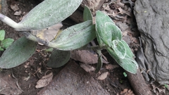 Tradescantia sillamontana