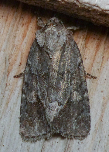 Blueberry Sallow photo 3