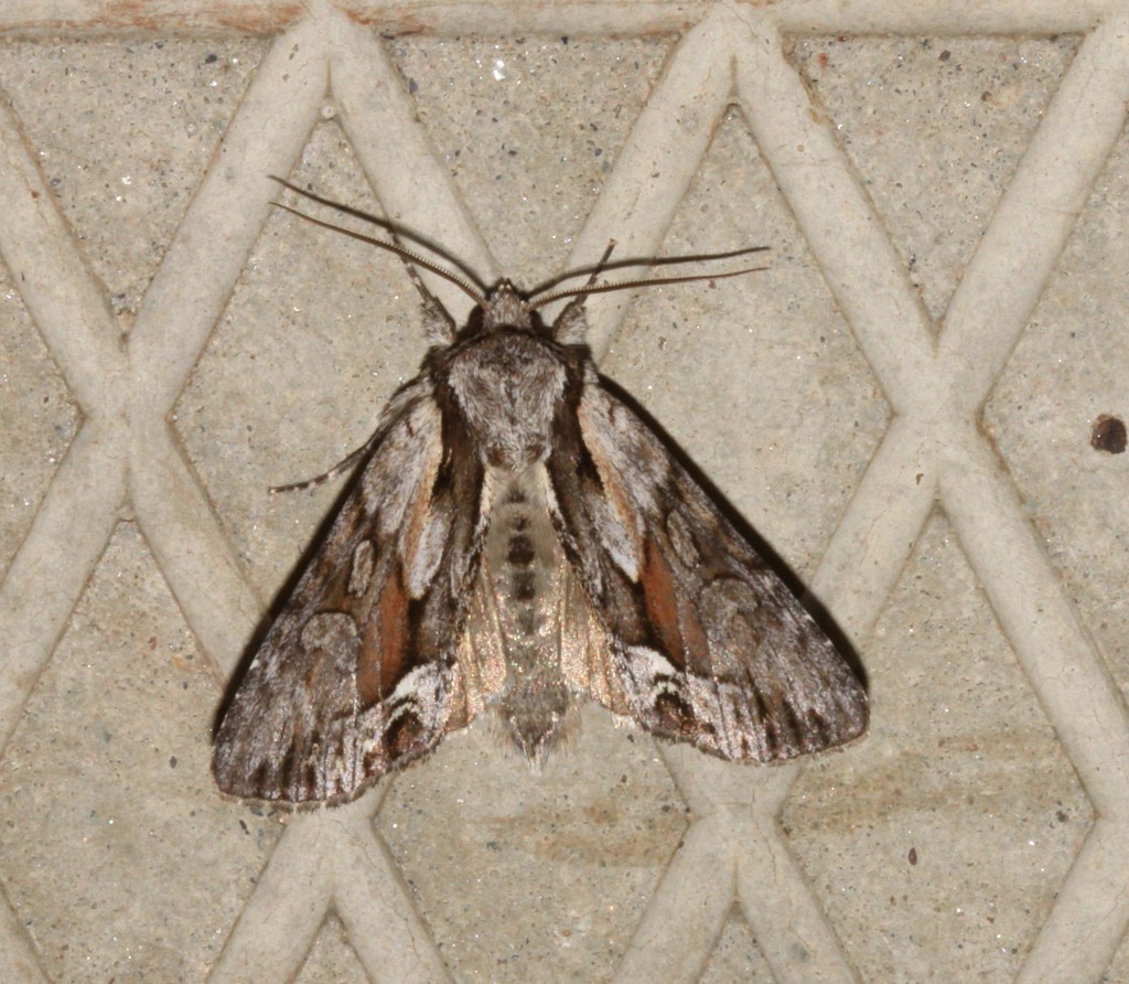 Summer Hyppa Moth from Pabos, 17 rue Baie-Bleue Le Rocher-Percé, QC ...