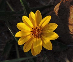 Aspilia montevidensis
