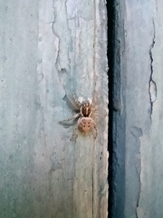 Menemerus semilimbatus