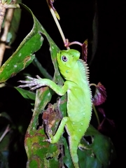 Gonocephalus chamaeleontinus