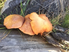 Gymnopilus thiersii