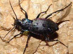 Carabus catenulatus