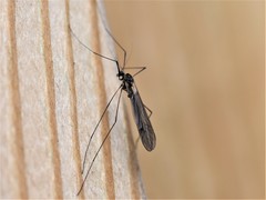 Trichocera regelationis