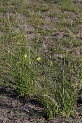 Bobartia orientalis