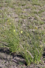 Bobartia orientalis