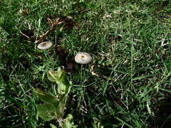 Parasola plicatilis image