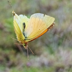 Colias dimera