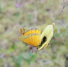 Colias dimera