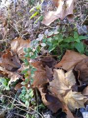 Berberis × ottawensis