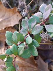 Berberis × ottawensis