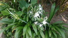 Hymenocallis speciosa