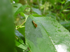 Tinea semifulvella