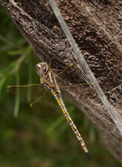 Rhionaeschna absoluta