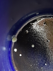 Penicillium