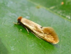 Tinea semifulvella