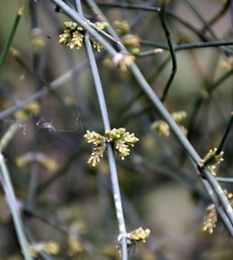 Ephedra triandra