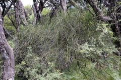 Ephedra triandra
