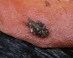 Nymphinae