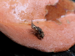 Nymphinae