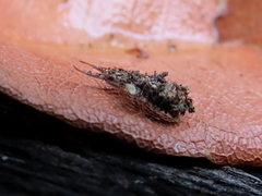 Nymphinae