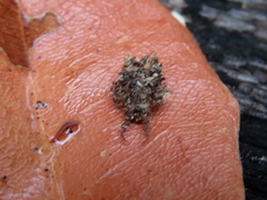 Nymphinae