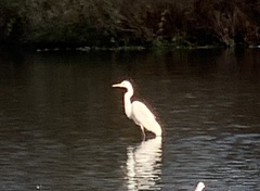 Ardea alba