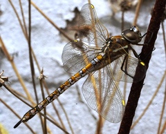 Rhionaeschna absoluta
