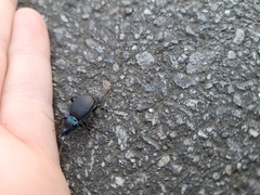 Sphaeroderus