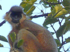 Trachypithecus pileatus