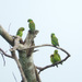 Black-collared Lovebird - Photo (c) Dérozier Violette, some rights reserved (CC BY-NC), uploaded by Dérozier Violette