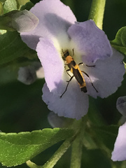 Belotus bicolor