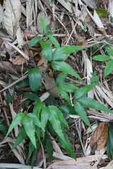 Taenitis blechnoides