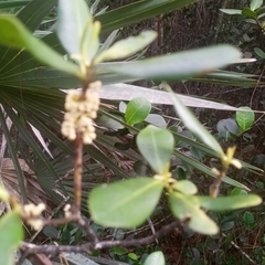 Myrsine floridana image