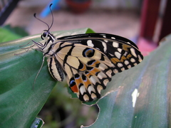 Papilio demoleus