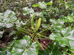 Thaumatophyllum corcovadense