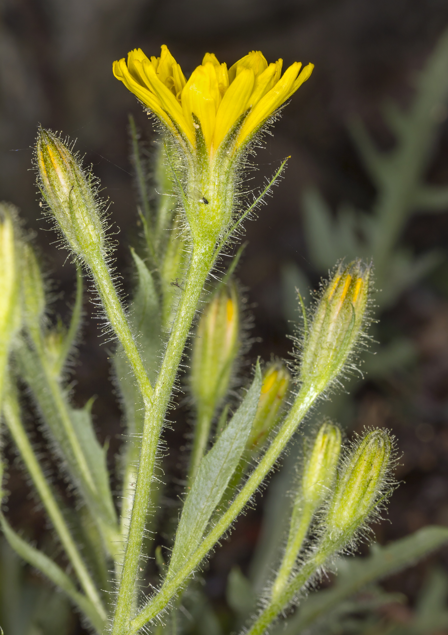 Crepis monticola