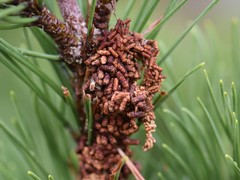 Acantholyda hieroglyphica