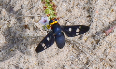 Hyperalonia morio morio