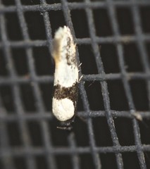 Delophanes anthracephala