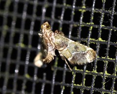 Arescoptera haplocala