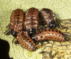 Chrysomela crotchi