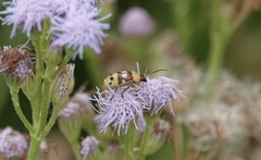 Paranapiacaba connexa