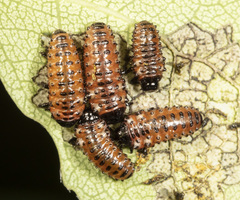Chrysomela crotchi