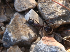 Camponotus sylvaticus